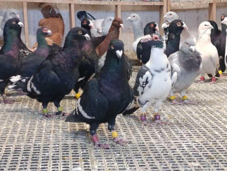 G&uuml;vercinler i&ccedil;in memurluğu bıraktı! Otomobil fiyatına satıyor 