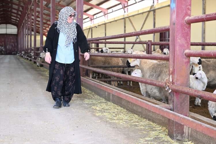Aldığı devlet desteğiyle 103 koyunu 800 başa &ccedil;ıkarttı 