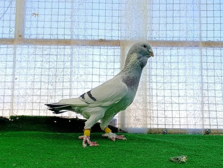 G&uuml;vercinler i&ccedil;in memurluğu bıraktı! Otomobil fiyatına satıyor 