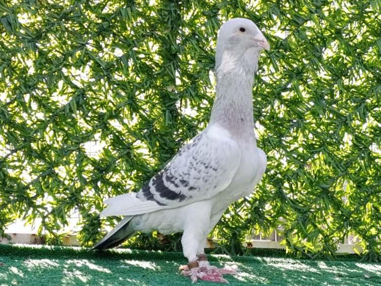 G&uuml;vercinler i&ccedil;in memurluğu bıraktı! Otomobil fiyatına satıyor 