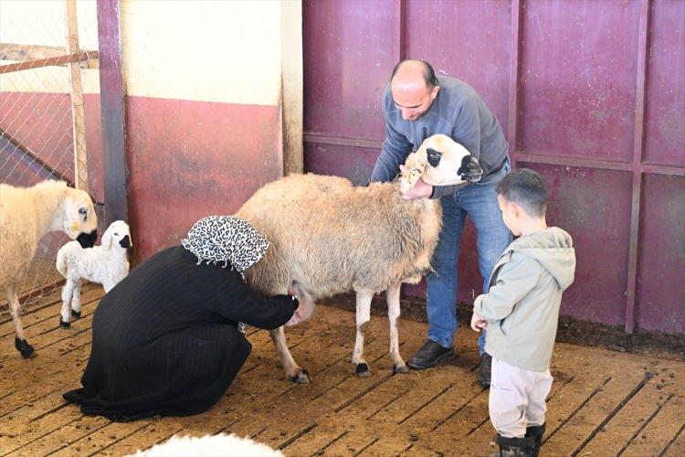 Aldığı devlet desteğiyle 103 koyunu 800 başa &ccedil;ıkarttı 