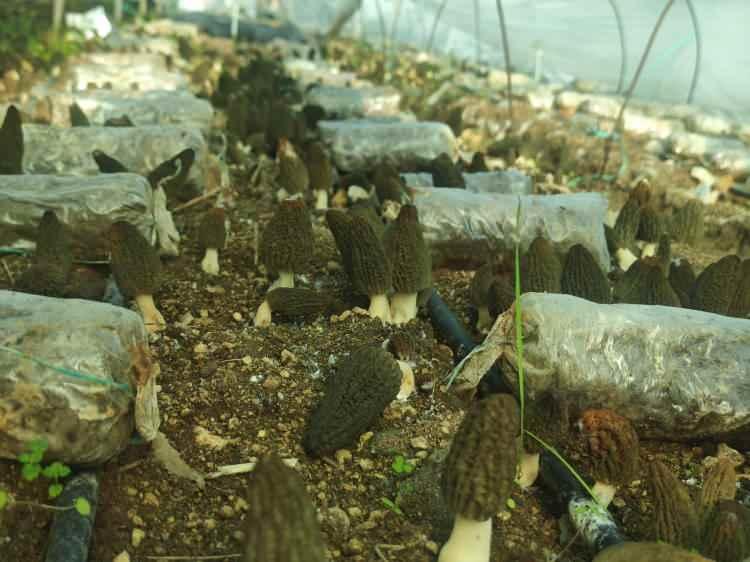 Fiyatı kırmızı eti fersah fersah solladı! Rakamı duyan şoke oldu