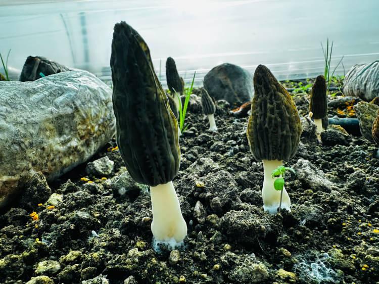 Fiyatı kırmızı eti fersah fersah solladı! Rakamı duyan şoke oldu