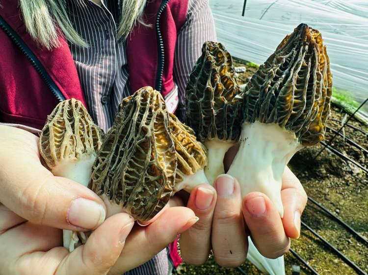 Fiyatı kırmızı eti fersah fersah solladı! Rakamı duyan şoke oldu