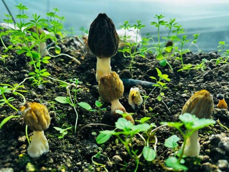 Fiyatı kırmızı eti fersah fersah solladı! Rakamı duyan şoke oldu