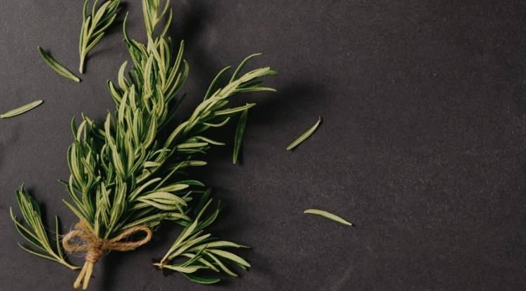 <p><strong>&Ouml;yle ki Antik Yunan d&ouml;neminde &ouml;ğrencilerin, sınavlar sırasında zihinlerini a&ccedil;ık tutmak ve &ouml;ğrendiklerini unutmamak i&ccedil;in başlarına bu bitkinin dallarından yapılmış ta&ccedil;lar taktıkları biliniyor.</strong></p>
