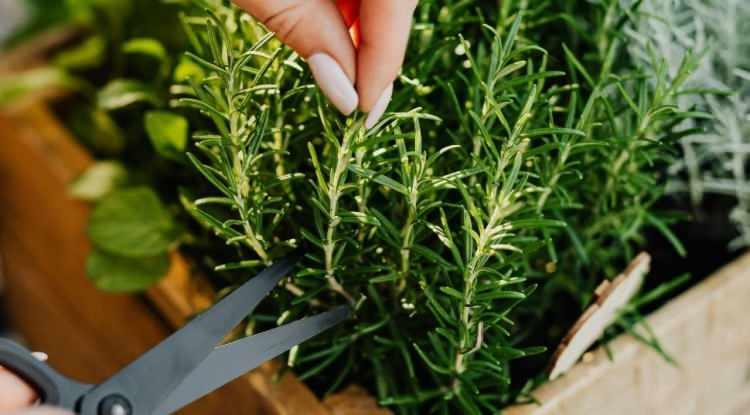 <p><strong>Araştırmacılar, bu noktada sentetik kokular yerine bitkinin doğal formumun tercih edilmesinin daha g&uuml;&ccedil;l&uuml; bir etki oluşturacağına vurgu yapmayı ihmal etmiyor.</strong></p>

<p>&nbsp;</p>
