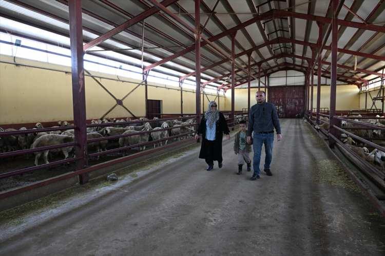 Aldığı devlet desteğiyle 103 koyunu 800 başa &ccedil;ıkarttı 