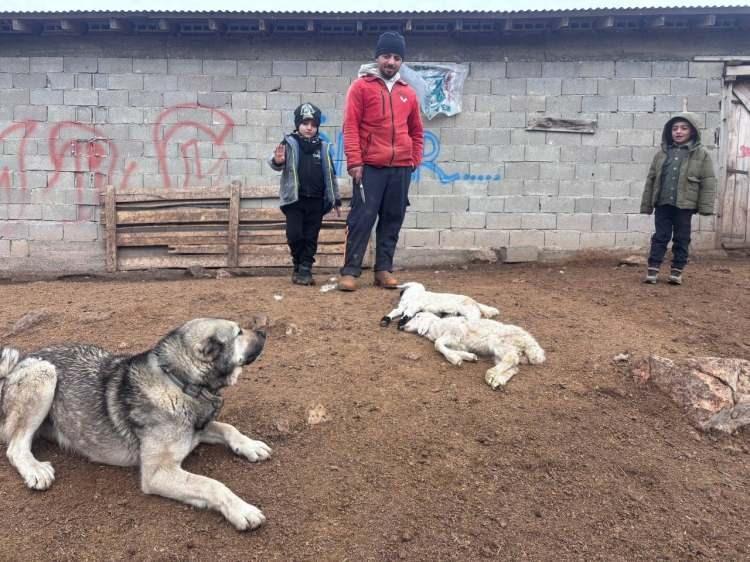 Erzincan'da sır hastalık! Besiciler &ccedil;aresiz kaldı: 50 kuzu peş peşe telef oldu 