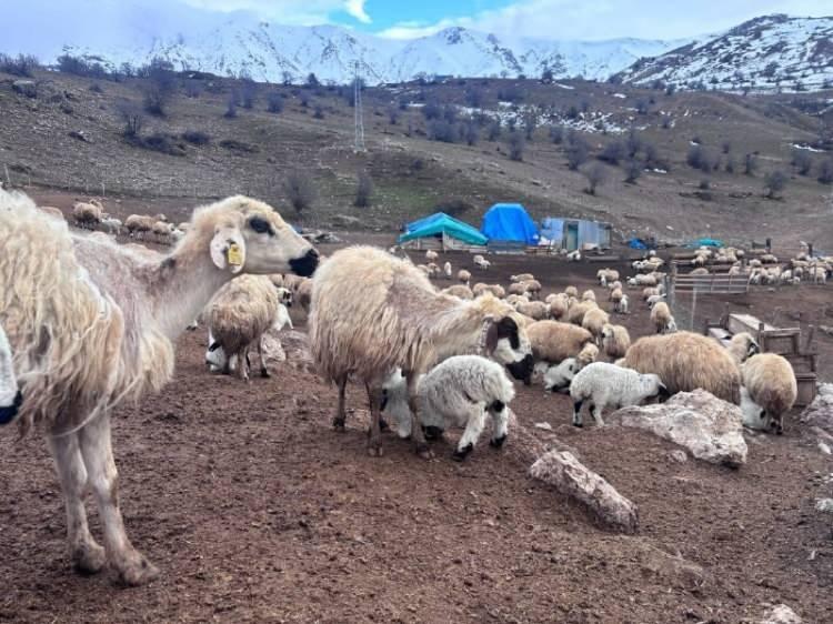 Erzincan'da sır hastalık! Besiciler &ccedil;aresiz kaldı: 50 kuzu peş peşe telef oldu 