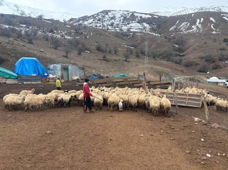 Erzincan'da sır hastalık! Besiciler &ccedil;aresiz kaldı: 50 kuzu peş peşe telef oldu 