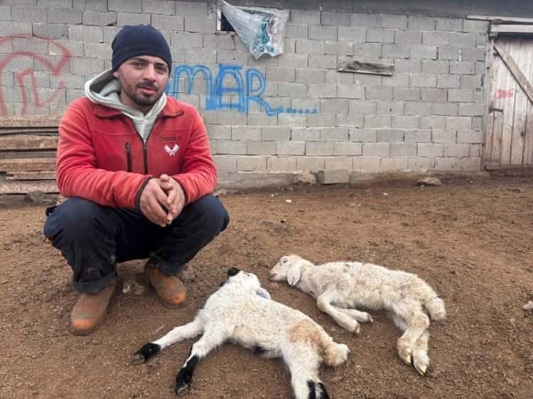 Erzincan'da sır hastalık! Besiciler &ccedil;aresiz kaldı: 50 kuzu peş peşe telef oldu 