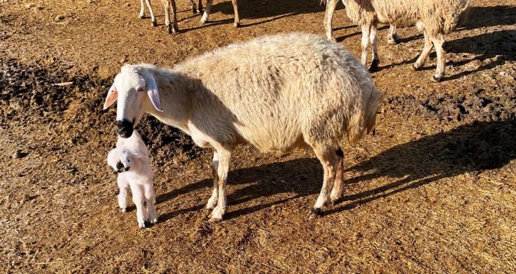 Erzincan'da sır hastalık! Besiciler &ccedil;aresiz kaldı: 50 kuzu peş peşe telef oldu 