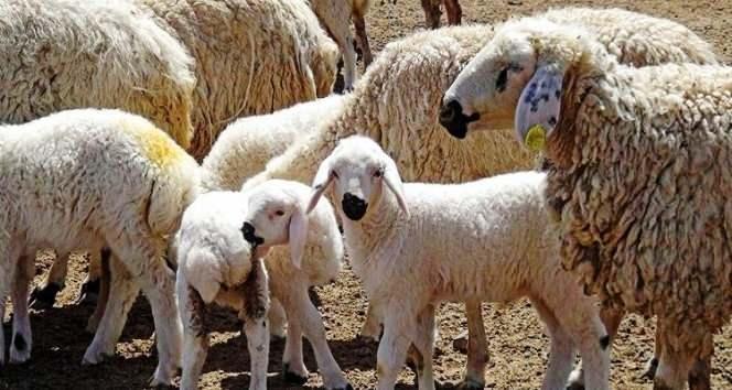 Erzincan'da sır hastalık! Besiciler &ccedil;aresiz kaldı: 50 kuzu peş peşe telef oldu 