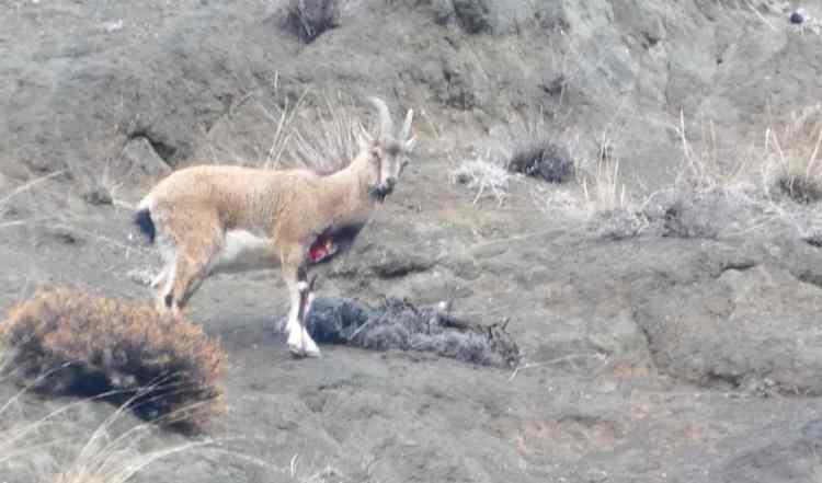 Erzurum'da yaralı halde g&ouml;r&uuml;nt&uuml;lendi! &Ouml;ld&uuml;rmenin cezası 940 bin TL