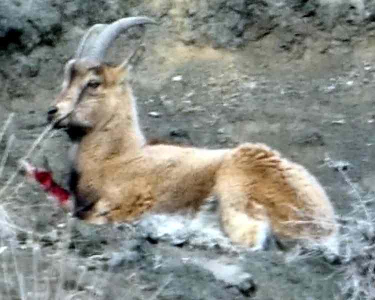 Erzurum'da yaralı halde g&ouml;r&uuml;nt&uuml;lendi! &Ouml;ld&uuml;rmenin cezası 940 bin TL