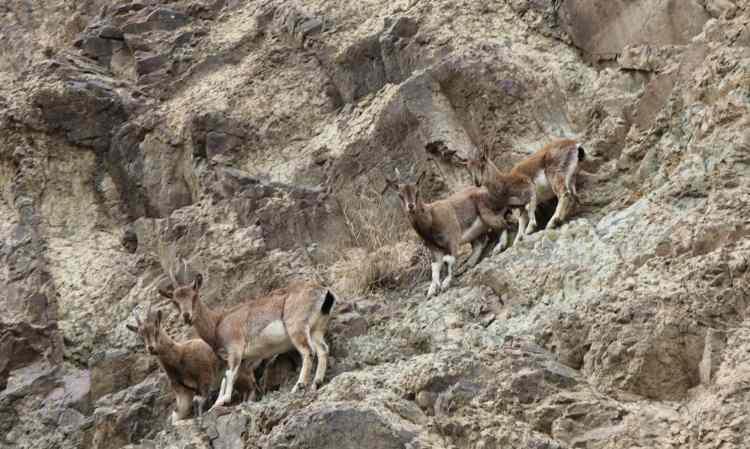 Erzurum'da yaralı halde g&ouml;r&uuml;nt&uuml;lendi! &Ouml;ld&uuml;rmenin cezası 940 bin TL