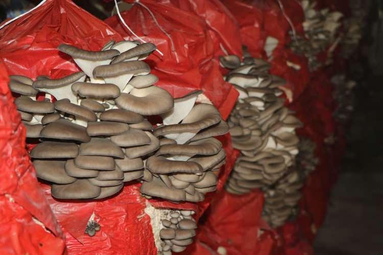 <p><span style="color:#A52A2A"><strong>4 YIL &Ouml;NCE BAŞLATILAN PROJE HAYATLARINI DEĞİŞTİRDİ&nbsp;</strong></span></p>

<p>&nbsp;</p>

<p>Terme il&ccedil;esinde yaşayan <strong><em>Leyla Orman, Dilek Pe&ccedil;e ve Muradiye Uzun,</em></strong> 4 yıl &ouml;nce başlatılan Sanayi ve Teknoloji Bakanlığı Sosyal Gelişmeyi Destekleme Programı (SOGEP) ve Orta Karadeniz Kalkınma Ajansı (OKA) ile y&uuml;r&uuml;t&uuml;len Alternatif Tarım ile İstihdama Katkı Projesi'ne katıldı.</p>
