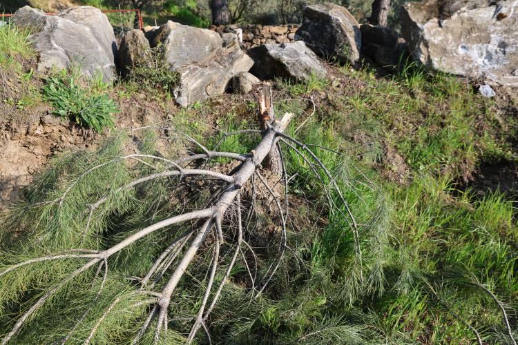 <p><strong><span style="color:rgb(178, 34, 34)">"BUNU YAPANLAR İNSANLIKTAN NASİBİNİ ALMAMIŞ"</span></strong></p>

<p>Bah&ccedil;esindeki incir ağa&ccedil;ları kesilen G&uuml;lperi Aslan, ağa&ccedil;ları zorluklarla yetiştirdiklerini ifade ederek <em><strong>"Direği yıkarak i&ccedil;eriye girmiş. 47 tane incirmizi kesmişler. Kasıtlı olarak yapmışlar. Kimin yaptığını da bilmiyoruz. İnşallah cezasını &ccedil;eker, bulunur.</strong></em></p>
