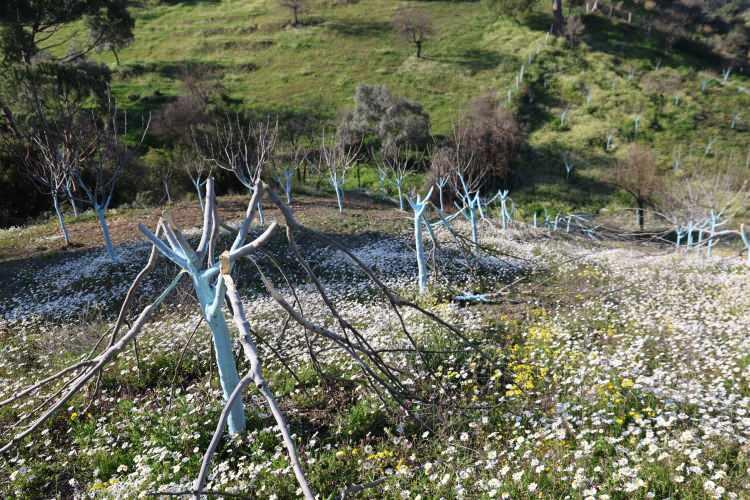 <p><em><strong>Benim &ccedil;ocuklarım bu ağa&ccedil;ları zorla yetiştirdiler. Suları zorla sırtlarında bidonlarla &ccedil;ektiler, suladılar. Ben sıcakta &ccedil;alıştım. Benim &ccedil;ocuklarım kızıl sıcakta &ccedil;alıştı. &Ouml;yle yaptılar bu bah&ccedil;eyi. Yazıklar olsun. Bunu yapanlar insanlıktan nasibini almamış. Bunu yapanların kim olduğunu Allah bilir. Ben g&ouml;z&uuml;mle g&ouml;rmedim ama g&ouml;rseydim zaten &ouml;ld&uuml;r&uuml;rd&uuml;m. Ya ben onu ya o beni &ouml;ld&uuml;recek"</strong></em> şeklinde konuştu.</p>
