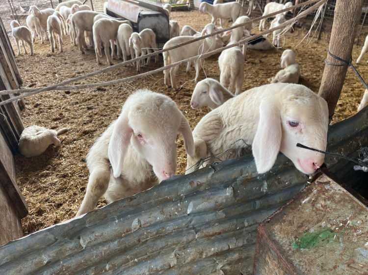 <p>Pazarda, vatandaşlarla besiciler arasındaki sıkı pazarlıklarda kıran kırana ge&ccedil;iyor.</p>
