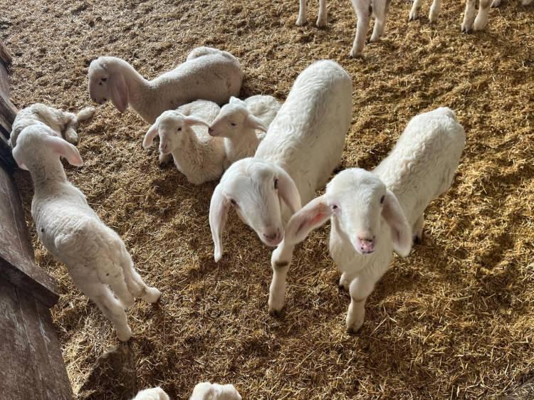 <p><span style="color:#B22222"><strong>KURBANLIKLAR G&Ouml;R&Uuml;C&Uuml;YE &Ccedil;IKTI</strong></span></p>

<p>Ramazan Bayramının ardından yaklaşan Kurban Bayramı &ouml;ncesinde vatandaşlar kurbanlık almak i&ccedil;in &uuml;reticilerle g&ouml;r&uuml;şmeye başladı.</p>

<p>Kurbanlık hayvanını &ouml;nce almak isteyen vatandaşlar, kurbanlıklarını se&ccedil;meye başladı.</p>
