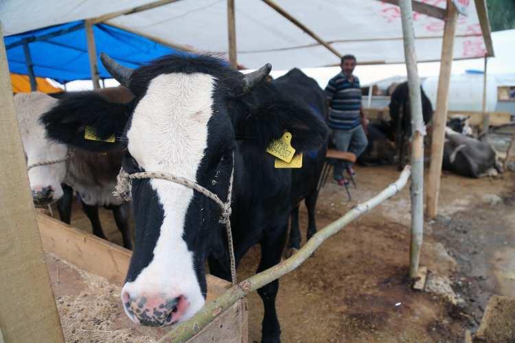 <p><span style="color:#B22222"><strong>KURBAN BAYRAMI NE ZAMAN?</strong></span></p>

<p>Diyanet İşleri Başkanlığı tarafından paylaşılan dini g&uuml;nler takvimine g&ouml;re, bayramın arefe g&uuml;n&uuml; 26 Mayıs Salı g&uuml;n&uuml;ne denk gelirken, d&ouml;rt g&uuml;n s&uuml;recek olan bayramın takvimi şu şekilde:</p>
