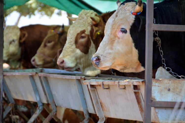 <p>B&uuml;y&uuml;kbaş hayvan canlı ağırlık olarak 400-450 TL'den kantara &ccedil;ıkacağını belirten &uuml;reticiler, kesim ve par&ccedil;alama işlemlerinin yapılan pazarlıkla belirleneceğini ifade edildi.</p>
