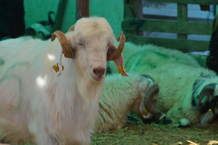 <p><span style="color:rgb(178, 34, 34)"><strong>FİYATLARDA SON DURUM</strong></span></p>

<p>Denizli'nin Buldan il&ccedil;esinde hayvan &uuml;reticiliği yapan &ccedil;ift&ccedil;ilerden edinilen bilgilere g&ouml;re, k&uuml;&ccedil;&uuml;kbaş hayvan fiyatları, 20 bin TL&rsquo;den başlayıp 45 bin TL&rsquo;ye kadar y&uuml;kseldi.</p>
