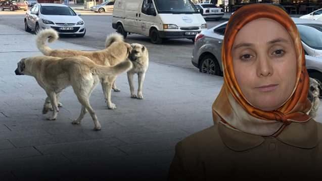 <p>Sakarya'nın Hendek il&ccedil;esinde sokak k&ouml;peklerinin saldırısına uğrayan Emine Topal, yaşadığı korku sebebiyle aldığı resmi belgeli kurusıkı tabancayı yanında taşıdığı gerek&ccedil;esiyle 2 ayrı işten &ccedil;ıkarıldığını iddia etti.<strong><em> <span style="color:#A52A2A">İşte olayın t&uuml;m detayları...</span></em></strong></p>
