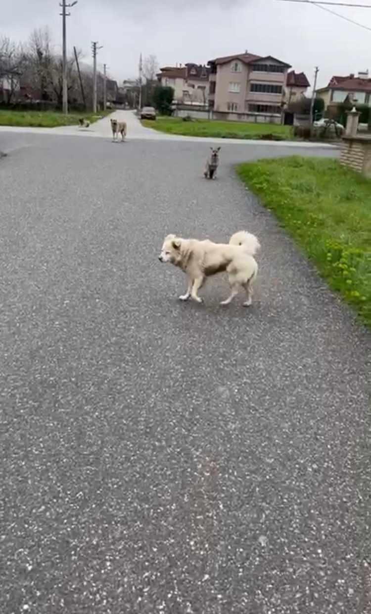 <p>İddiaya g&ouml;re, Hendek il&ccedil;esi Sarıdere Mahallesi'nde yaşayan <span style="color:#A52A2A"><strong><em>Emine Topal, </em></strong></span>işe gitmek i&ccedil;in kullandığı g&uuml;zergahta bulunan sokak k&ouml;peklerinin saldırısı uğradı.</p>
