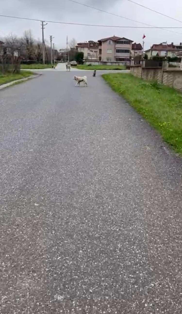<p>K&ouml;peklerin kendisine yeniden saldırmasından endişelenen Topal, kurusıkı tabancayla gittiği işten &ccedil;ıkarıldığını iddia etti.</p>
