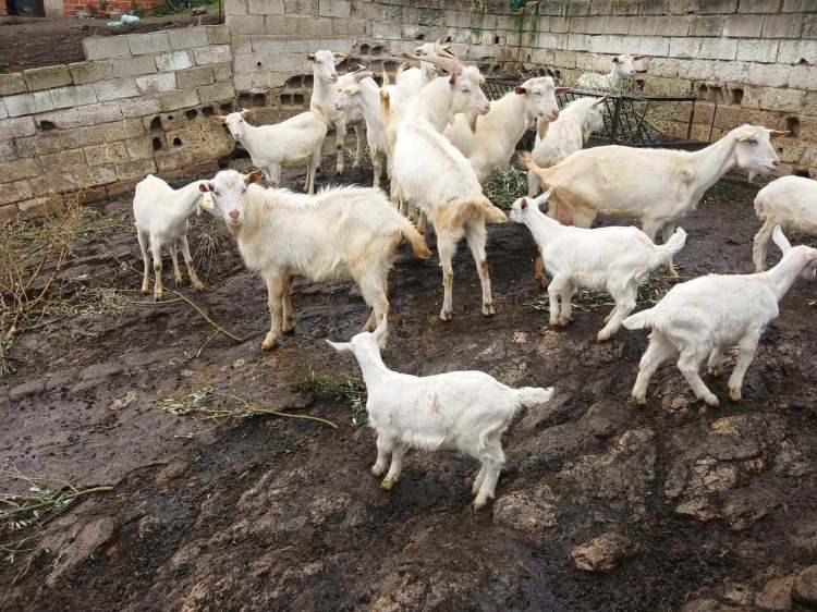 <p><span style="color:#A52A2A"><strong>D&Ouml;RD&Uuml;Z DOĞUM YAPTI&nbsp;</strong></span></p>

<p>&nbsp;</p>

<p>Bilen ana&ccedil; Saanen ke&ccedil;ilerinden birinin d&ouml;rd&uuml;z doğum yaptığını s&ouml;yledi.</p>
