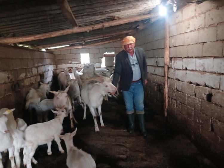 <p><span style="color:#A52A2A"><strong>NADİR G&Ouml;R&Uuml;L&Uuml;YOR</strong></span></p>

<p>&nbsp;</p>

<p>Genellikle ikiz doğumlarıyla bilinen Saanen ke&ccedil;ilerde d&ouml;rd&uuml;z doğumun nadir g&ouml;r&uuml;ld&uuml;ğ&uuml;n&uuml; ifade eden Bilen, <strong><em>"Bir ana&ccedil; Saanen ke&ccedil;iden g&uuml;nl&uuml;k ortalama 3-4 kilogram s&uuml;t alıyorum. Bu cins ke&ccedil;iler genelde ikiz doğurur, ge&ccedil;miş yıllarda &uuml;&ccedil;&uuml;z de olmuştu. Bir sene de beşiz doğum yapmıştı. Bu yıl ilk kez d&ouml;rd&uuml;z yavru aldım. Hepsi sağlıklı ve &ccedil;ok sevimli, bu durum beni olduk&ccedil;a mutlu etti." </em></strong>diye konuştu.&nbsp;</p>
