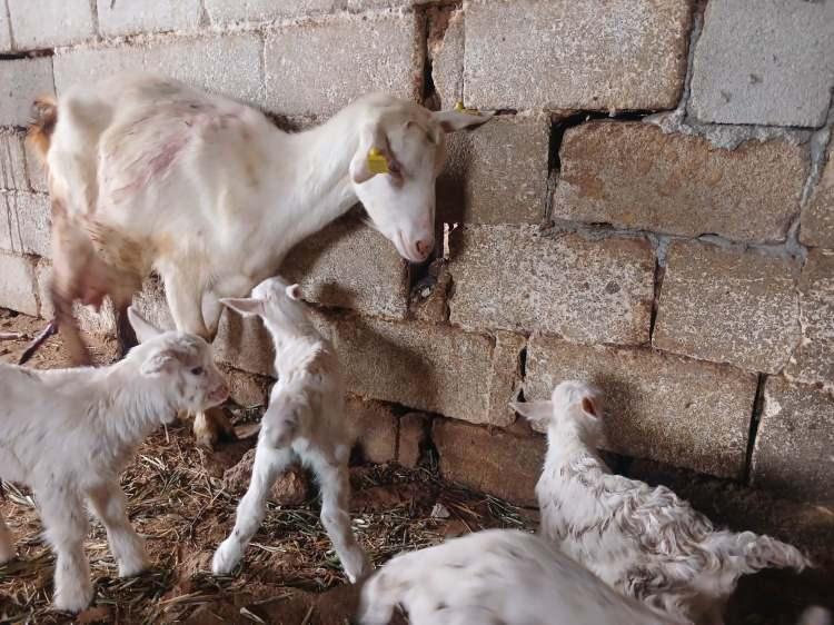 <p>Manisa'nın Sarıg&ouml;l il&ccedil;esinde s&uuml;t verimiyle bilinen Saanen ke&ccedil;i, <span style="color:#A52A2A"><strong><em>yaptığı doğumla besiyi sevin&ccedil;ten havalara u&ccedil;urdu.&nbsp;</em></strong></span></p>
