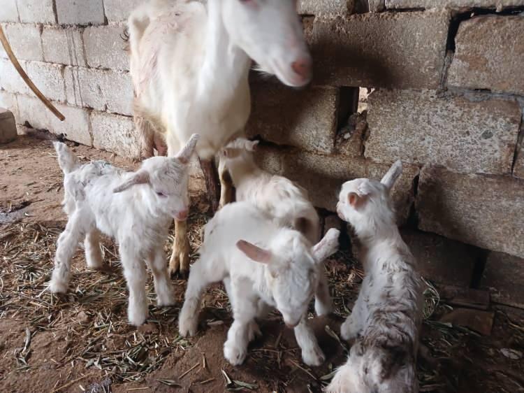 <p><span style="color:#A52A2A"><strong>PEYNİRİN KİLOGRAMI 600 LİRADAN SATILIYOR</strong></span>&nbsp;</p>

<p>&nbsp;</p>

<p>Bilen, ke&ccedil;i s&uuml;t&uuml; ve &uuml;r&uuml;nlerine olan yoğun ilgiyi vurgulayarak, <strong><em>"Ke&ccedil;i s&uuml;t&uuml;n&uuml;n litresi 100 lira, ke&ccedil;i peynirinin kilosu ise 600 liradan satılıyor. S&uuml;t ve peynir &ouml;zellikle hastalar tarafından &ccedil;ok talep g&ouml;r&uuml;yor, adeta almak i&ccedil;in sıraya giriyorlar."</em></strong> dedi.</p>
