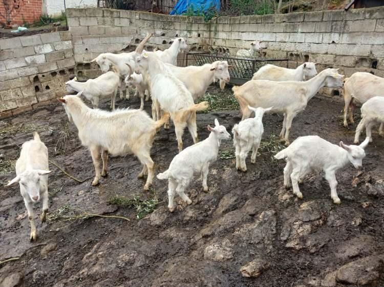 <p><span style="color:#A52A2A"><strong>S&Uuml;T VERİMİ DİKKAT &Ccedil;EKTİ&nbsp;</strong></span></p>

<p>&nbsp;</p>

<p>Saanen ke&ccedil;isinin y&uuml;ksek s&uuml;t verimiyle &ouml;ne &ccedil;ıkan bir t&uuml;r olduğu biliniyor.</p>

<p>&nbsp;</p>

<p>Yılda ortalama 8-10 ay boyunca 800 ile 1000 kilogram arasında s&uuml;t verebilen bu ke&ccedil;i t&uuml;r&uuml;, ekonomik a&ccedil;ıdan da yetiştiricilere &ouml;nemli katkı sağlıyor.</p>

<p>&nbsp;</p>

<p>Genellikle beyaz renkli olan Saanen ke&ccedil;ileri, g&uuml;nl&uuml;k ortalama 3-5 kilogram s&uuml;t verimiyle dikkat &ccedil;ekiyor.</p>

<p>&nbsp;</p>

<p><span style="color:#A52A2A"><strong><em>KAYNAK: İHA</em></strong></span></p>
