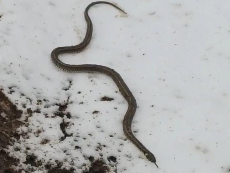 <p><span style="color:#A52A2A"><strong>BİR S&Uuml;RE SONRA G&Ouml;ZDEN KAYBOLDU</strong></span></p>

<p>&nbsp;</p>

<p>Kar &uuml;zerinde bir s&uuml;re gezinen yılan, daha sonra g&ouml;zden kayboldu.</p>
