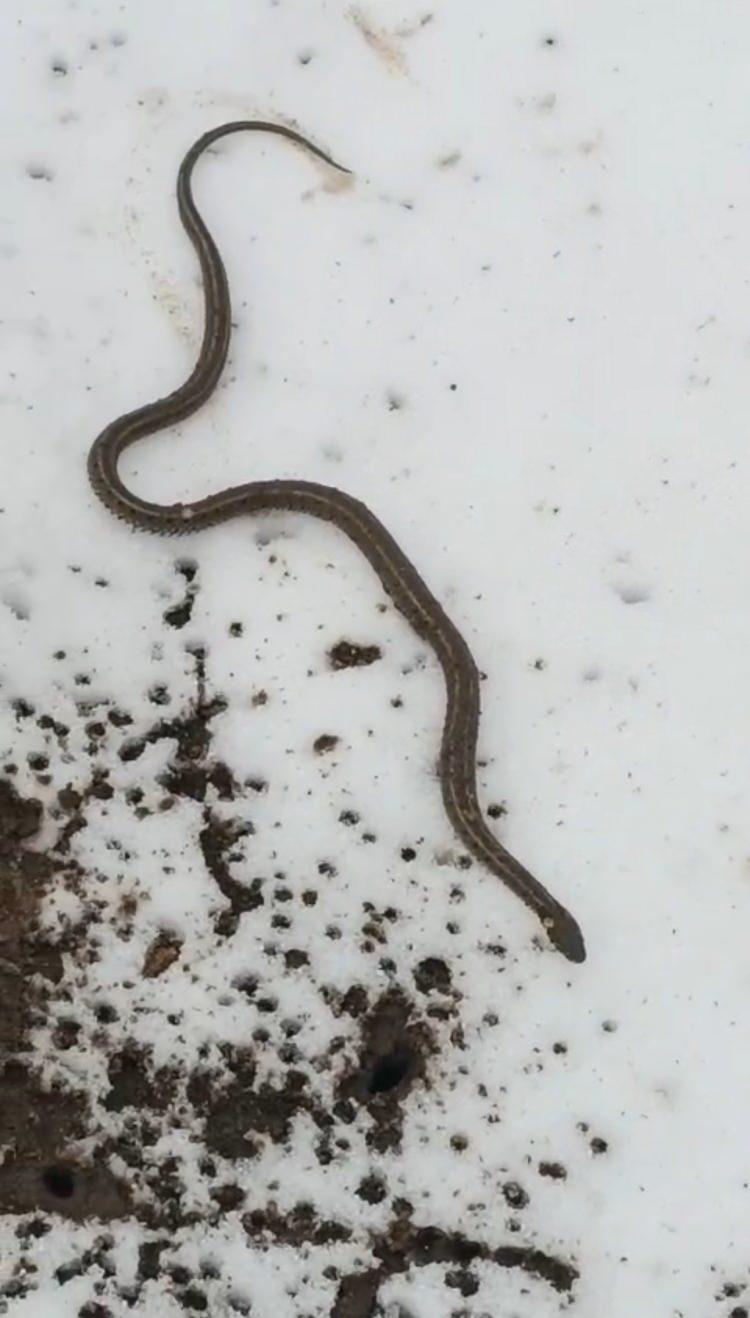 <p>K&ouml;y Muhtarı Fethi Erci nezaretinde iş makinesiyle ger&ccedil;ekleştirilen kazı &ccedil;alışmaları sırasında, toprağın altından&nbsp;<span style="color:rgb(165, 42, 42)"><strong><em>yaklaşık 1 metre uzunluğunda bir yılan &ccedil;ıktı.</em></strong></span></p>
