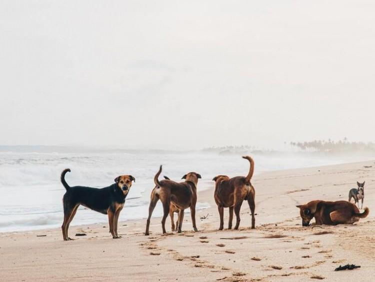 <p>Valilik tarafından ilgili kurumlara g&ouml;nderilen yazıda, 5199 Sayılı Hayvanları Koruma Kanunu ve ilgili y&ouml;netmelik kapsamında sahipsiz hayvanların toplanarak bakımevlerine g&ouml;t&uuml;r&uuml;lmesinin yerel y&ouml;netimlerin sorumluluğunda olduğu hatırlatıldı.</p>

<p>&nbsp;</p>
