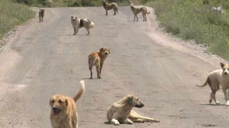 <p>Yazıda, sahipsiz k&ouml;pek pop&uuml;lasyonunun mayıs ayı sonuna kadar kontrol altına alınması talep edildi.</p>

<p>&nbsp;</p>
