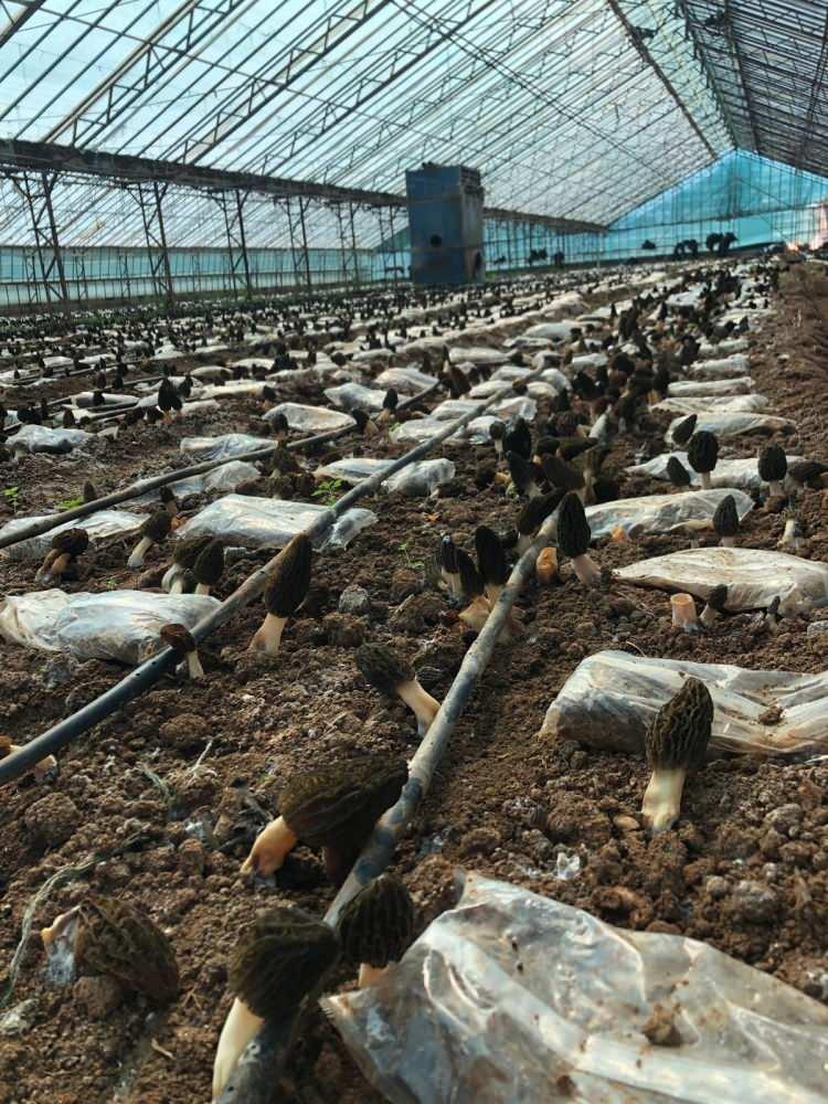 <p><span style="color:#B22222"><strong>TİCARİ ANLAMDA İLK DEFA BU S&Uuml;RECİ BİZ TAMAMLADIK</strong></span></p>

<p>Kurduğu laboratuvarda kuzug&ouml;beği tohumlarını ve misallerini &uuml;reterek seralarda toprağa diktiklerini belirten Şahin, <strong>"Toprağımıza dikimden ekimden sonra onların besi torbalarını da vererek &uuml;retim aşamasına başladık. T&uuml;rkiye'de bir ilk diyorum &ccedil;&uuml;nk&uuml; ticari anlamda kuzug&ouml;beği &uuml;retiminin T&uuml;rkiye'de olmadığını biliyoruz.&nbsp;</strong></p>
