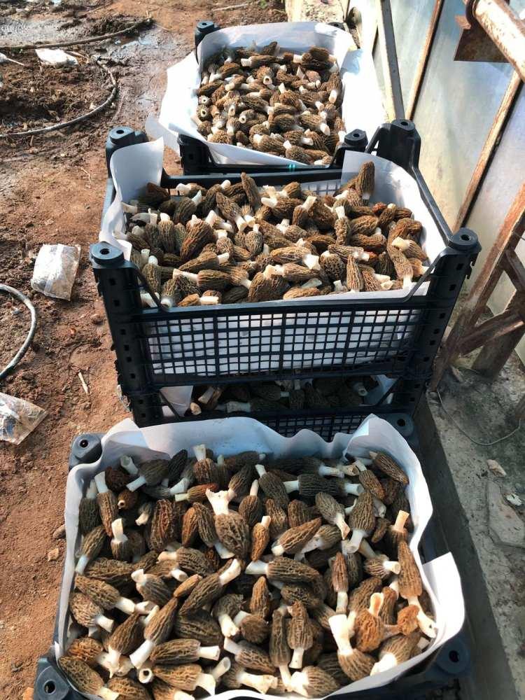 <p><strong>&Ccedil;&uuml;nk&uuml; i&ccedil; piyasada bunun değerini bilen zevkini bilen tadını bilen insanlarımız ve işletmelerimiz olduğunu g&ouml;rd&uuml;k. Daha &ccedil;ok ihracat &uuml;r&uuml;n&uuml; derken oysa i&ccedil; piyasa bunu harcıyor, t&uuml;ketiyor. Bu geliştik&ccedil;e yeni bir yemek k&uuml;lt&uuml;r&uuml; alışkanlıklarımızın i&ccedil;erisine girecek. &Uuml;reticilerimize bu anlamda danışabilecekleri tohum alabilecekleri bir ortam oluşturmanın da gururunu yaşamış olacağız" </strong>dedi.</p>

<p>&nbsp;</p>
