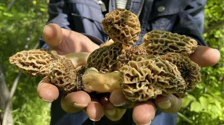 <p>Antalya'nın Manavgat il&ccedil;esinde Ziraat M&uuml;hendisi &Ouml;mer Şahin, doğada kendiliğinden yetişen kuzug&ouml;beği mantarını kurduğu laboratuvar sayesinde T&uuml;rkiye'de ilk kez ticari olarak serada &uuml;retmeyi başardı. İlk hasatta 650 kilogram &uuml;r&uuml;n alındı.</p>
