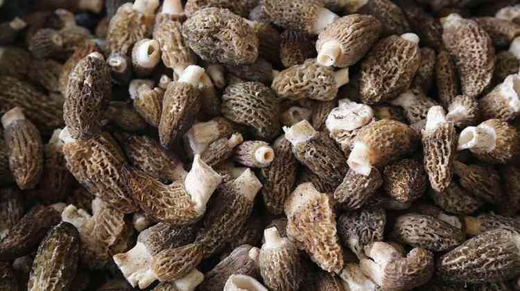 <p><span style="color:#B22222"><strong>YENİ BİR YEMEK K&Uuml;LT&Uuml;R&Uuml; ALIŞKANLIKLARIMIZIN İ&Ccedil;ERİSİNE GİRECEK</strong></span></p>

<p><strong>Kuzug&ouml;beği Mantarının sofralarda yeni bir yemek k&uuml;lt&uuml;r&uuml; oluşturacağının altını &ccedil;izen Şahin, </strong>"Bu yıl ilk defa d&ouml;rt &ccedil;eşidimizi seralarımıza diktiğimizi s&ouml;yledim. Onlardan verimler elde ettik ve i&ccedil; piyasada bunu t&uuml;kettik. Bu da beni ayrıca sevindirdi.&nbsp;</p>
