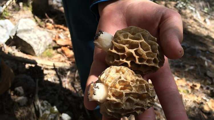 <p><span style="color:#B22222"><strong>MUTLUYUM &Ccedil;&Uuml;NK&Uuml; ZOR BİR S&Uuml;RE&Ccedil;Tİ</strong></span></p>

<p>Yıllardır Kuzug&ouml;beği mantarı ile ilgili araştırmalar yaptığını belirten Ziraat M&uuml;hendisi &Ouml;mer Şahin, <strong>"Uzun d&ouml;nemdir kuzug&ouml;beğiyle ilgili araştırmalar yapıyorum. Kendimiz yıllarca doğadan &ccedil;ıkan kuzug&ouml;beklerini &uuml;reticilerimizden, &ccedil;ift&ccedil;ilerimizden, toplayanlarımızdan alarak İzmir'e, ihracat&ccedil;ılarımıza g&ouml;ndermek suretiyle bu işin i&ccedil;erisindeydik. T&uuml;rkiye'de ilk defa ticari anlamda kuzug&ouml;beği &uuml;retimine başladık. Bunun ge&ccedil;mişi d&ouml;rt beş yıla dayanır. Araştırmalar, denemeler, sonu&ccedil;landırmalar bu yıl ilk defa d&ouml;rt ayrı seramızda d&ouml;rt ayrı &ccedil;eşitle &uuml;retime başladık. Mutluyum &ccedil;&uuml;nk&uuml; zor bir s&uuml;re&ccedil;ti"</strong> dedi.</p>

<p>&nbsp;</p>
