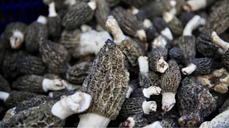 <p><strong>İlk defa bu yıl bizler seralarımızda bunun denemesini, &uuml;retimini, aşamalarını ger&ccedil;ekleştirmiş olduk. Tabii ki amat&ouml;r olarak &ccedil;eşitli ortamlara, kuzug&ouml;beği tohumlarının yayılması şeklinde &ccedil;alışmalar var. Bunları da takdirle karşılıyoruz. Ancak ticari anlamda ilk defa bu s&uuml;reci biz tamamladık" </strong>ifadelerini kullandı.</p>

<p>&nbsp;</p>
