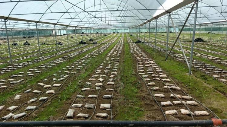 <p><span style="color:#B22222"><strong>HEDEF DEKARDAN BİR TON MANTAR ALMAK</strong></span></p>

<p>&Ccedil;eşitli parsel denemeleri yaptıklarını ve toplamda 900 kilogram &uuml;r&uuml;n aldıklarını s&ouml;yleyen Şahin, <strong>"Gelecek d&ouml;nemlerde, gelecek yıllarda bu &uuml;r&uuml;n&uuml;n sahilden itibaren yukarılara bin 200 metre rakımlara kadar bir &uuml;r&uuml;n yelpazesini dağıtmış olmanın &ccedil;alışmasını da yapmış olacağız.&nbsp;</strong></p>
