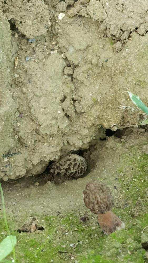 <p><strong>Hedefimiz dekarda bir ton &uuml;r&uuml;n almaktı. 600-650 kilogram arası &uuml;r&uuml;n aldık. &Ccedil;eşitli parsel denemelerimiz vardı. Parsel denemelerimizden parsel bazında &uuml;r&uuml;n aldığımız parselleri dekara &ccedil;evirdiğimizde dokuz 900 kilogramı yakalamış olduk. Hedefimiz bundan sonra dekardan bir ton mantar olmak &uuml;zere olacak"</strong> ifadelerini kullandı.</p>
