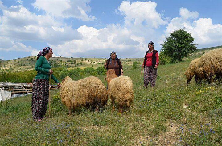 <p>&Ccedil;oban bulamadıkları i&ccedil;in ailesine hayvan bakımında yardımcı olan Menekşe Sevin&ccedil;, şunları s&ouml;yledi:</p>
